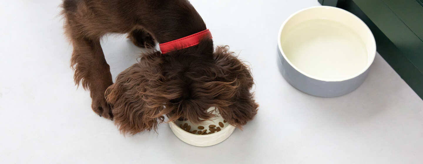 What Do Dogs Eat Popular Items on the Canine Menu Purina